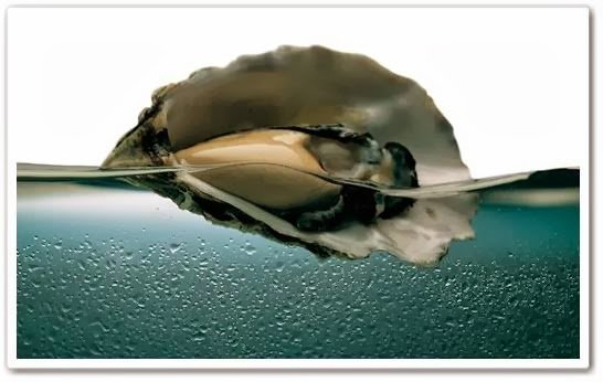 Larner's Oyster Supplies photo 7