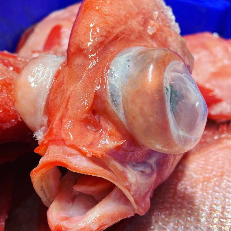 The Fish Shoppe photo 9