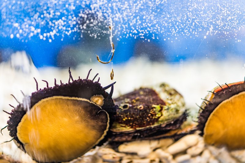 Fresh Seafood Co. photo 5